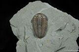 Nice Inch Prone Flexi Trilobite - Indiana #492-5
